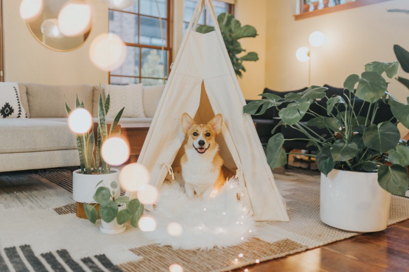 可爱呆萌柯基犬类狗狗图片