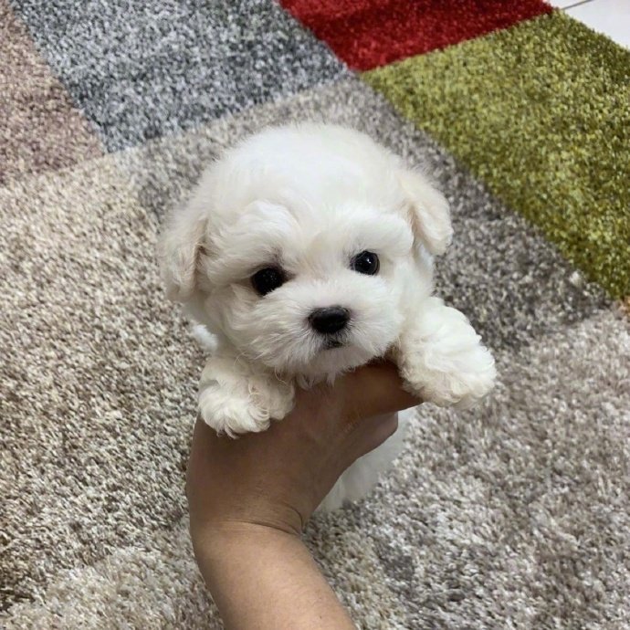 想养一只可爱的狗狗图片