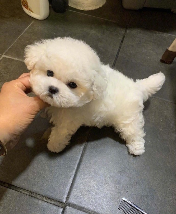 想养一只可爱的狗狗图片