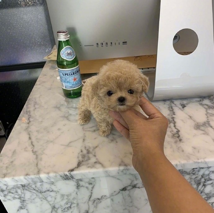 想养一只可爱的狗狗图片