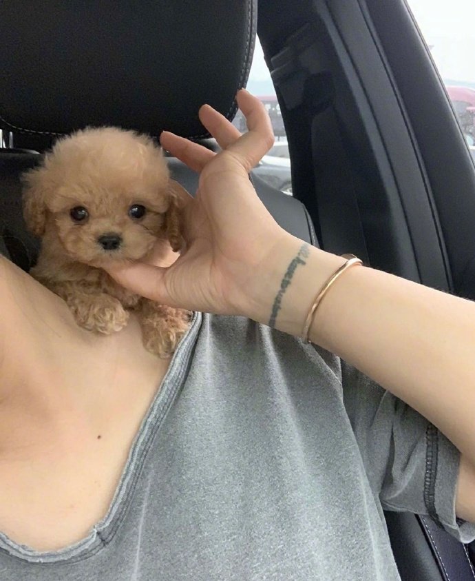 想养一只可爱的狗狗图片