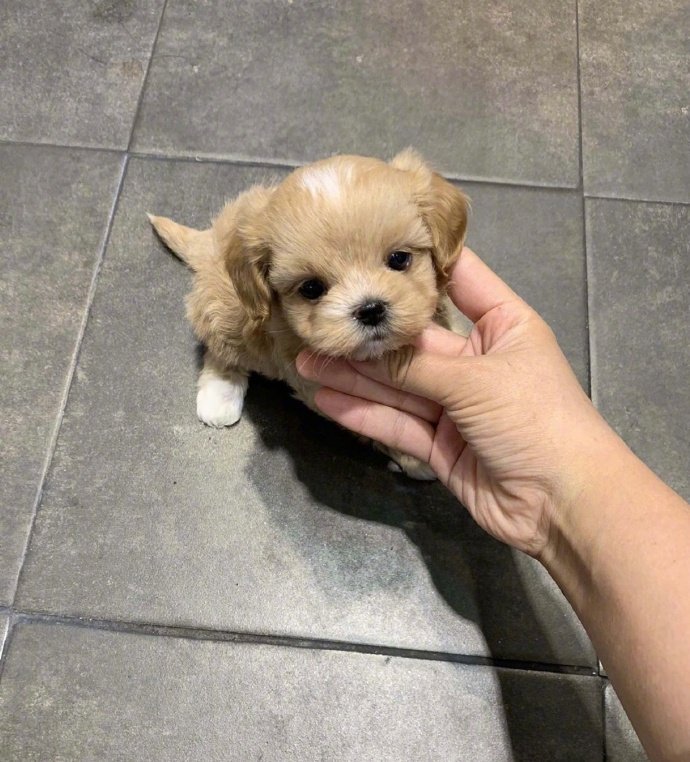 想养一只可爱的狗狗图片