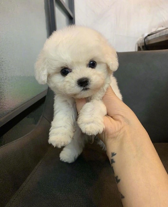 想养一只可爱的狗狗图片