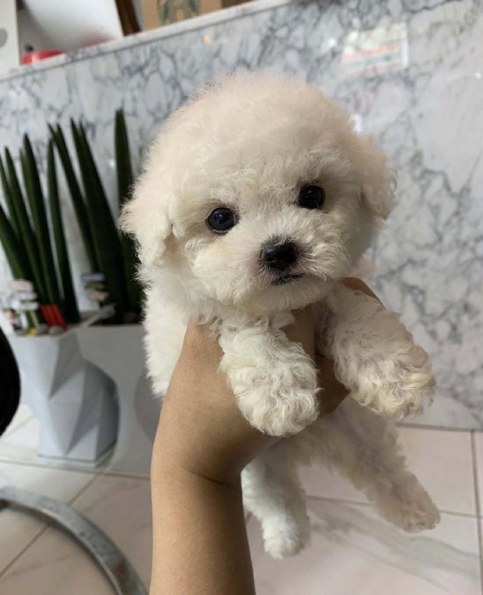 想养一只可爱的狗狗图片