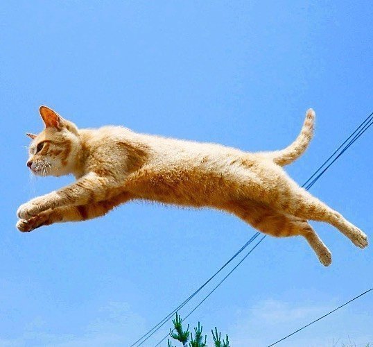 能带来好运的qq头像图片 空中飞跃的猫咪头像