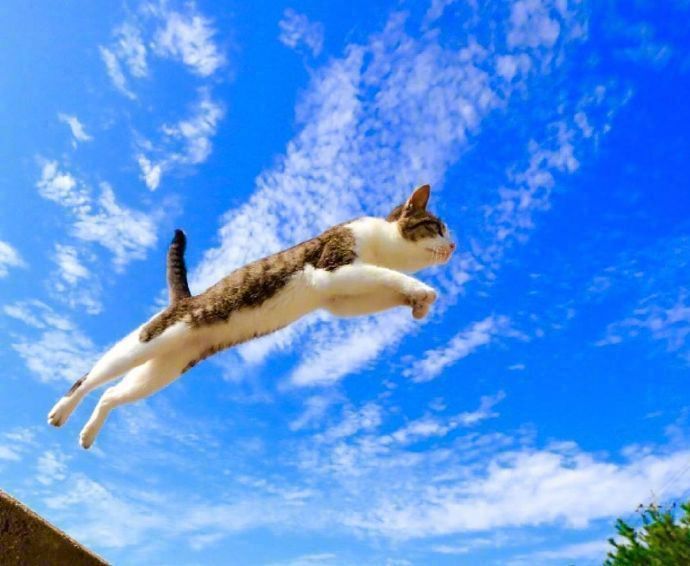 能带来好运的qq头像图片 空中飞跃的猫咪头像