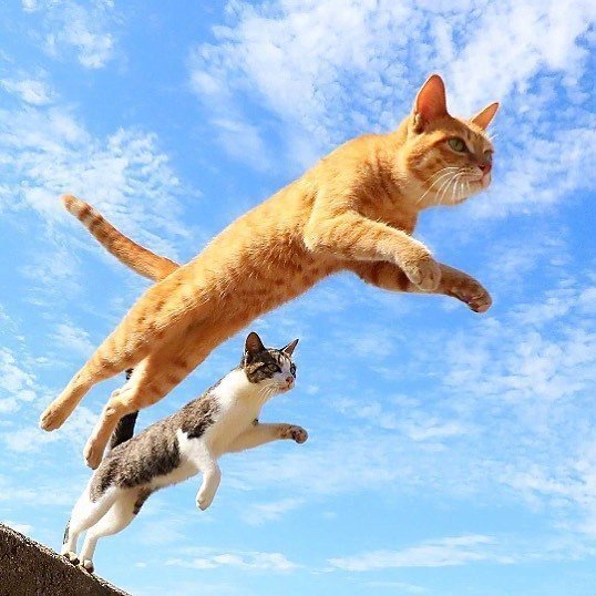 能带来好运的qq头像图片 空中飞跃的猫咪头像