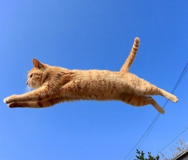 能带来好运的qq头像图片 空中飞跃的猫咪头像