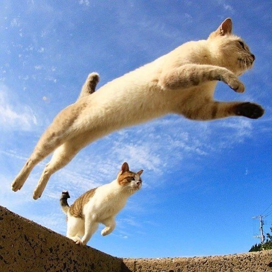 能带来好运的qq头像图片 空中飞跃的猫咪头像