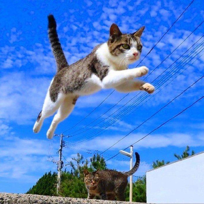 能带来好运的qq头像图片 空中飞跃的猫咪头像