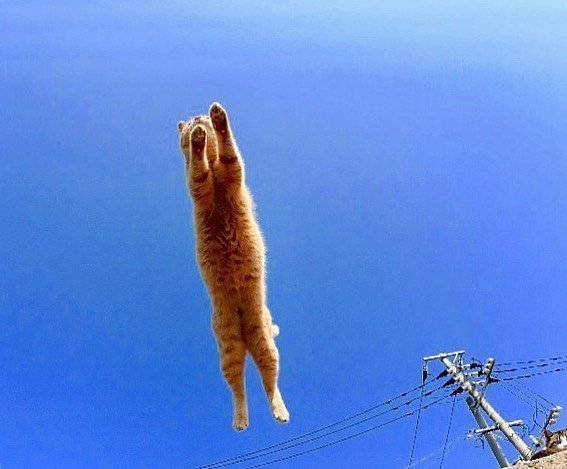 能带来好运的qq头像图片 空中飞跃的猫咪头像