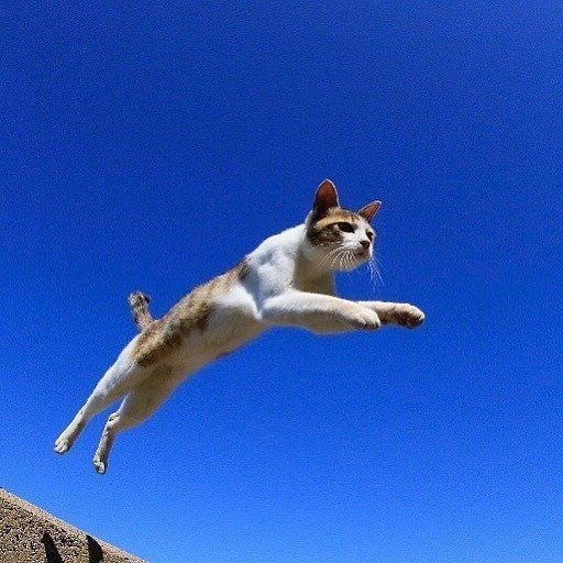 能带来好运的qq头像图片 空中飞跃的猫咪头像