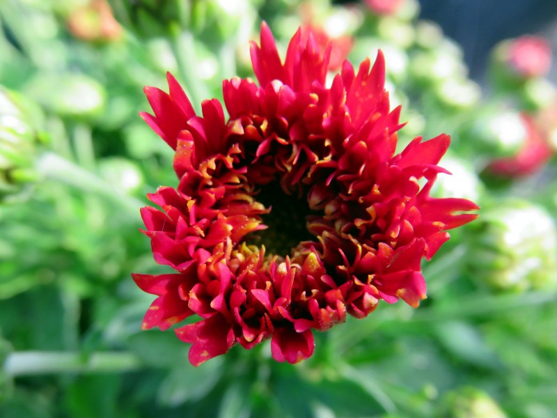 五颜六色的菊科草本植物菊花图片