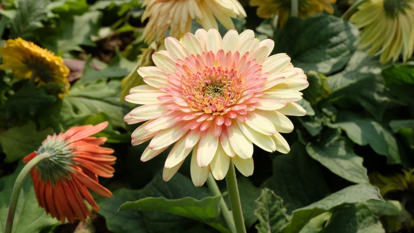 五颜六色的菊科草本植物菊花图片