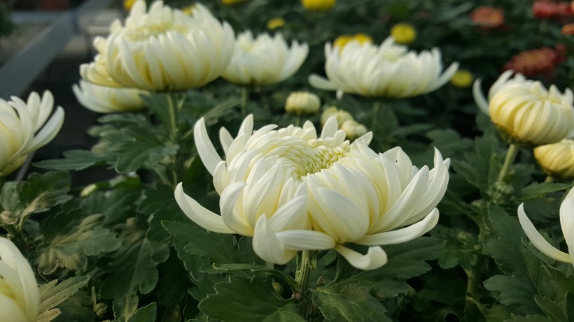 五颜六色的菊科草本植物菊花图片