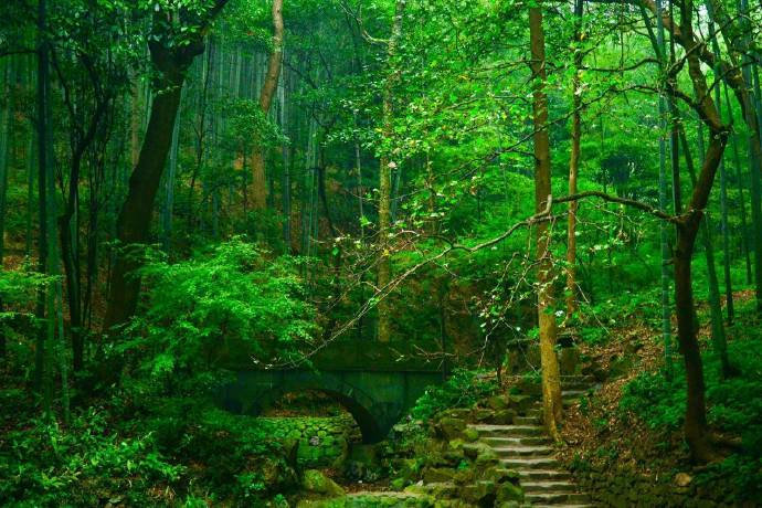 杭州云栖竹径绿色风景图片