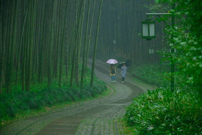 杭州云栖竹径绿色风景图片
