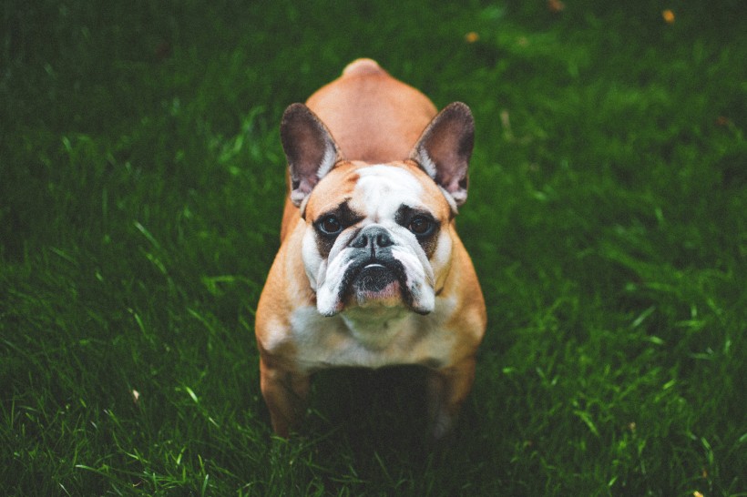 憨憨可爱的英国斗牛犬图片