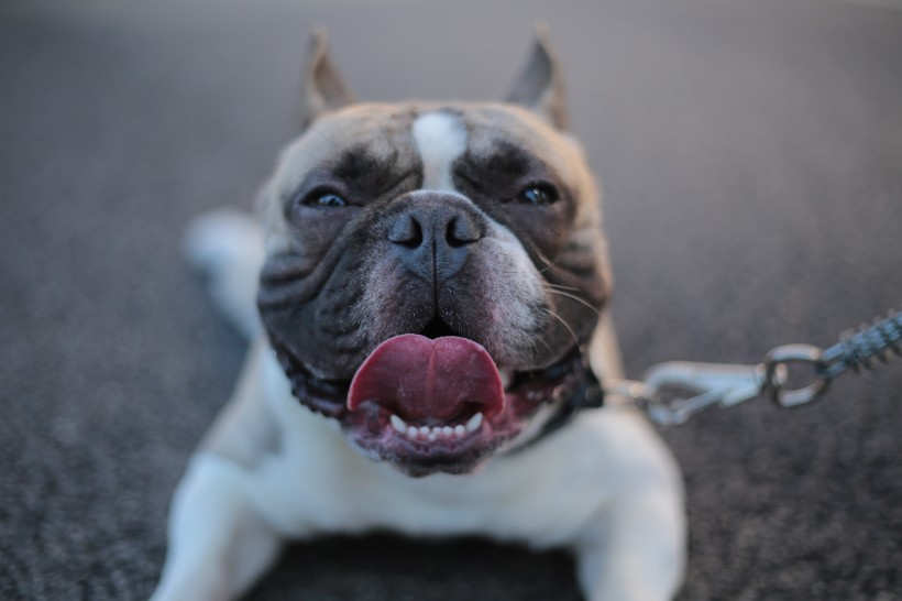 憨憨可爱的英国斗牛犬图片