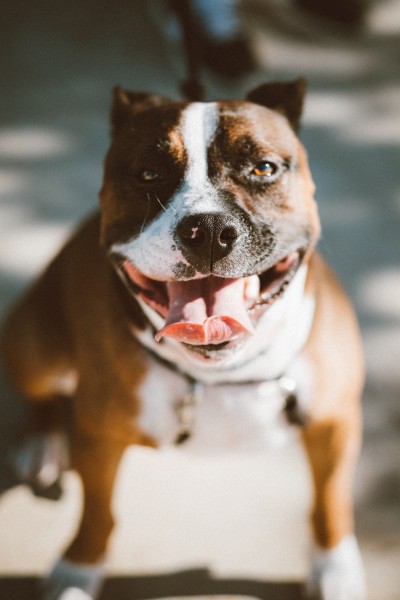 憨憨可爱的英国斗牛犬图片