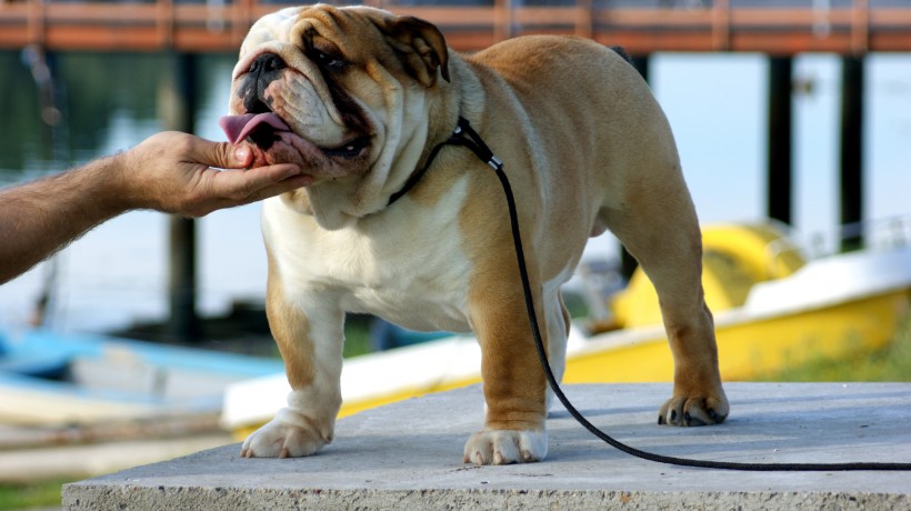憨憨可爱的英国斗牛犬图片
