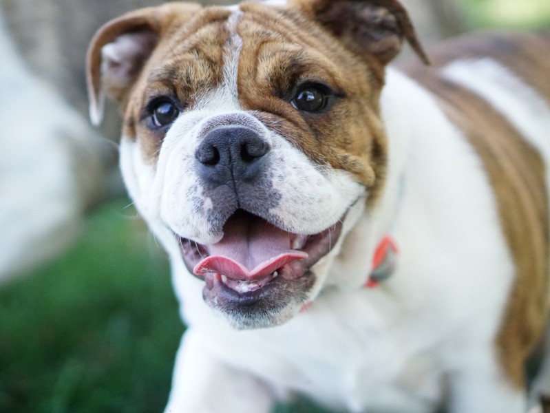 憨憨可爱的英国斗牛犬图片