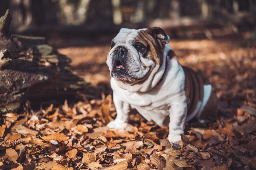 憨憨可爱的英国斗牛犬图片