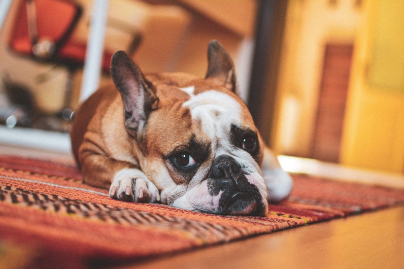 憨憨可爱的英国斗牛犬图片
