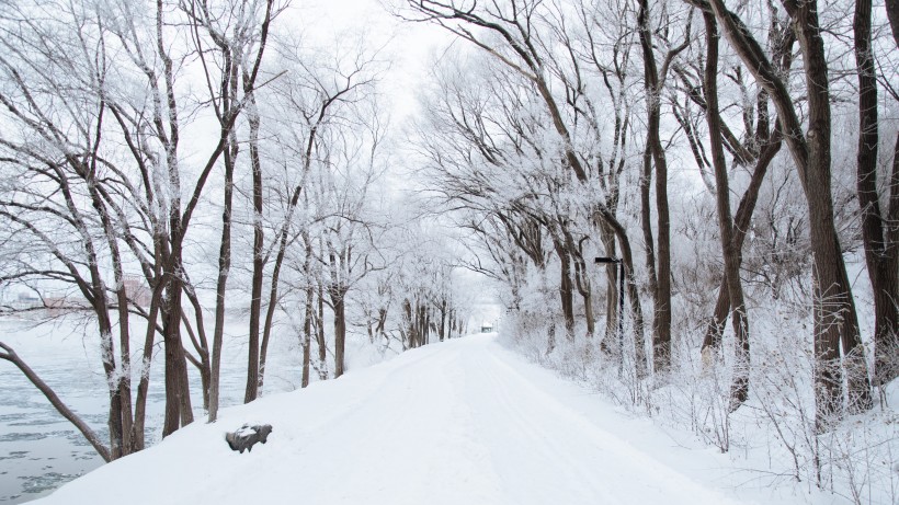 树林里下雪后自然风景图片