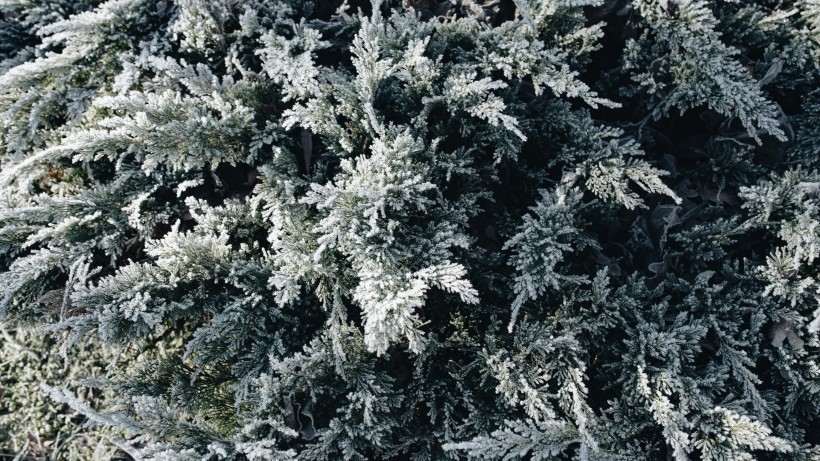 树林里下雪后自然风景图片