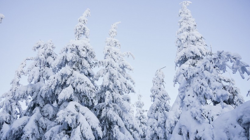 树林里下雪后自然风景图片
