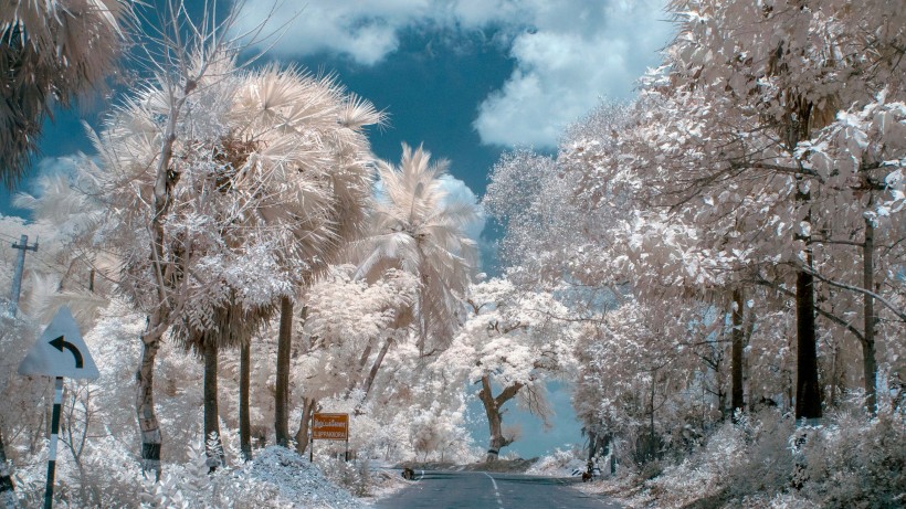 树林里下雪后自然风景图片