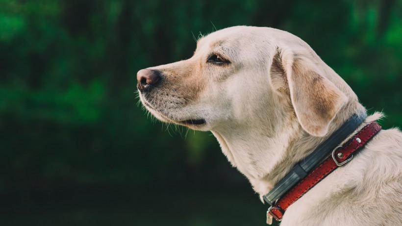 活泼忠诚的拉布拉多犬图片