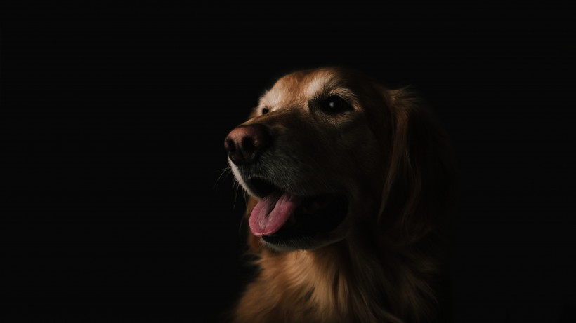 活泼忠诚的拉布拉多犬图片