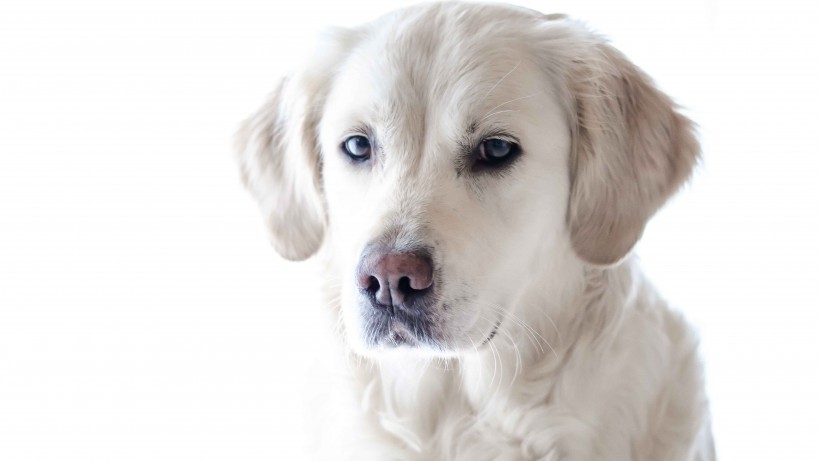 活泼忠诚的拉布拉多犬图片