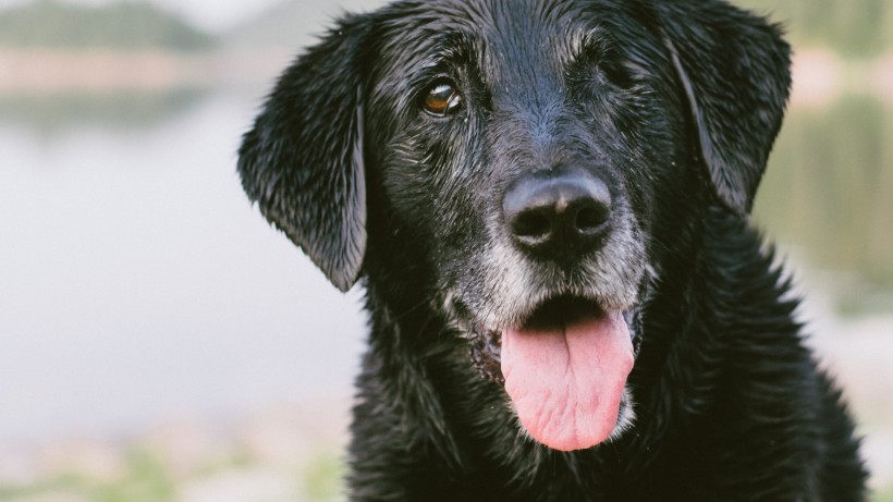活泼忠诚的拉布拉多犬图片