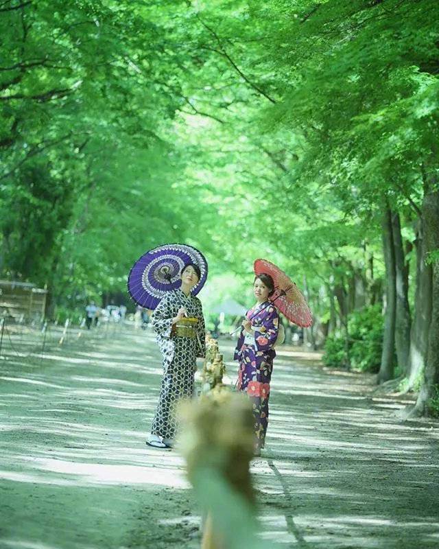 夏天的日本京都梦幻花园大自然美景