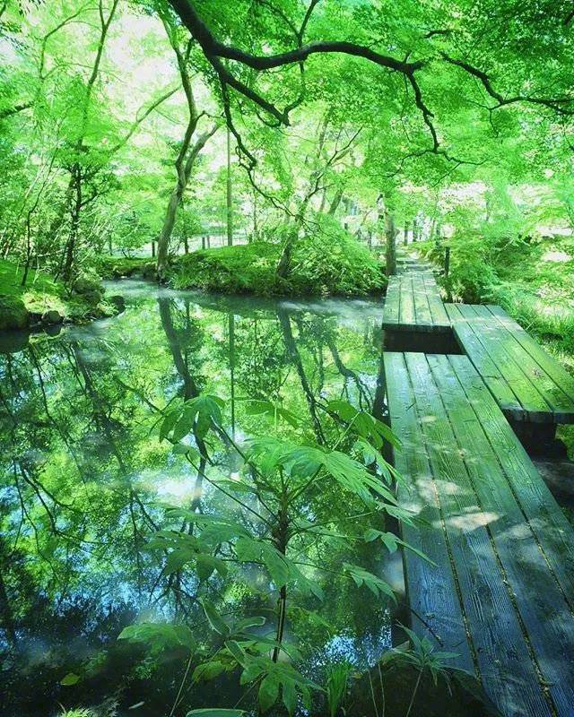 夏天的日本京都梦幻花园大自然美景