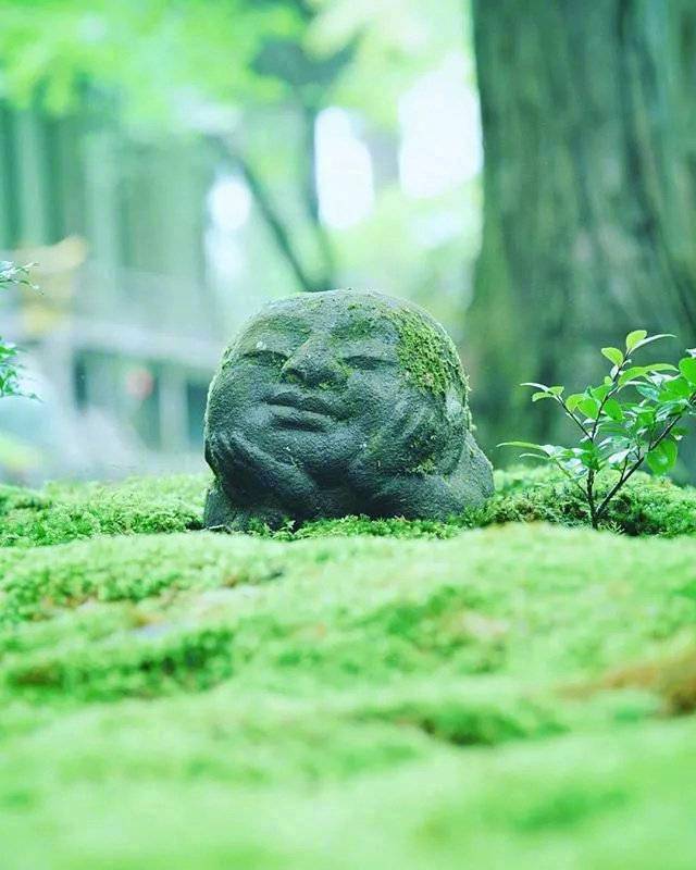 夏天的日本京都梦幻花园大自然美景