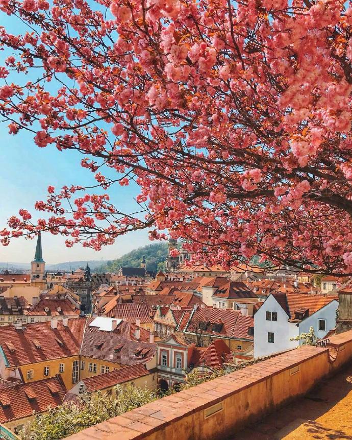 Prague Castle捷克布拉格唯美鲜花图片
