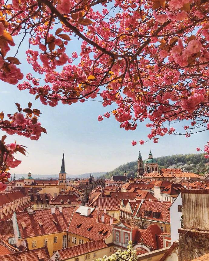 Prague Castle捷克布拉格唯美鲜花图片