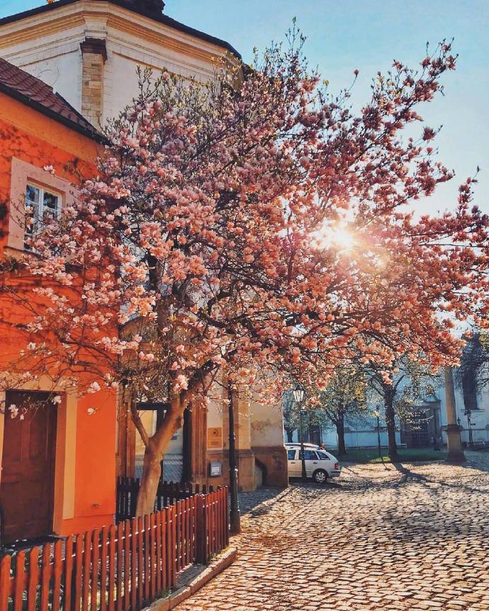 Prague Castle捷克布拉格唯美鲜花图片