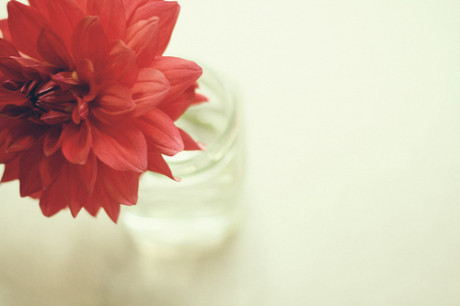 早晨唯美鲜花花束壁纸