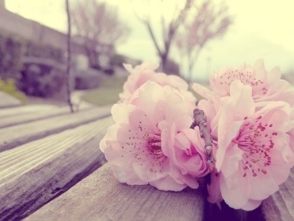 早晨唯美鲜花花束壁纸