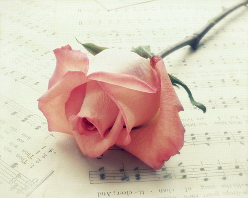 早晨唯美鲜花花束壁纸