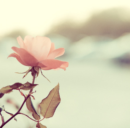 早晨唯美鲜花花束壁纸