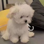 可爱的网名大全2025最新版