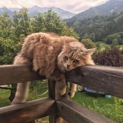 有气质有女人味的网名